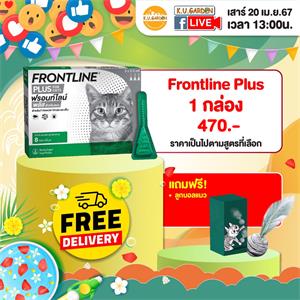 แถมลูกบอลแมว BI